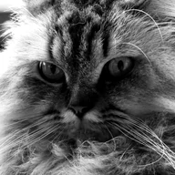 Ananda’s cat